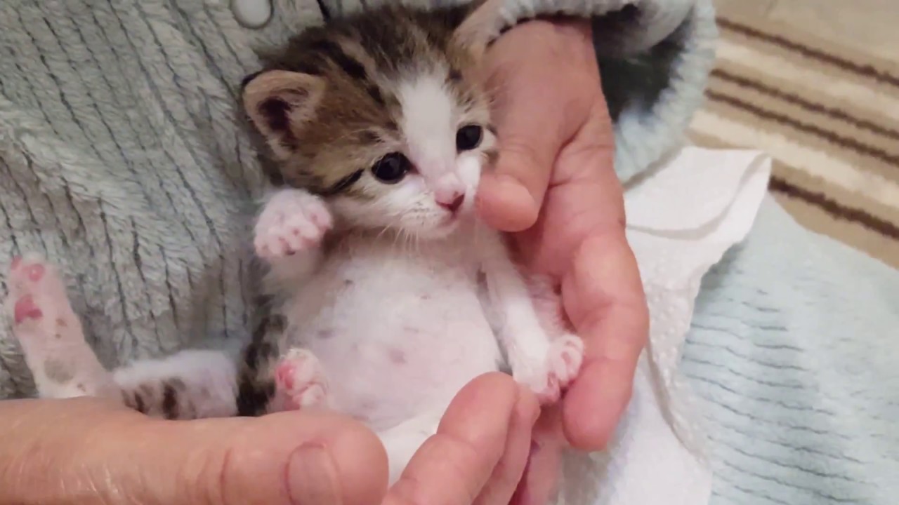 Baby Archie (the orphaned rescue kitten) Day 3