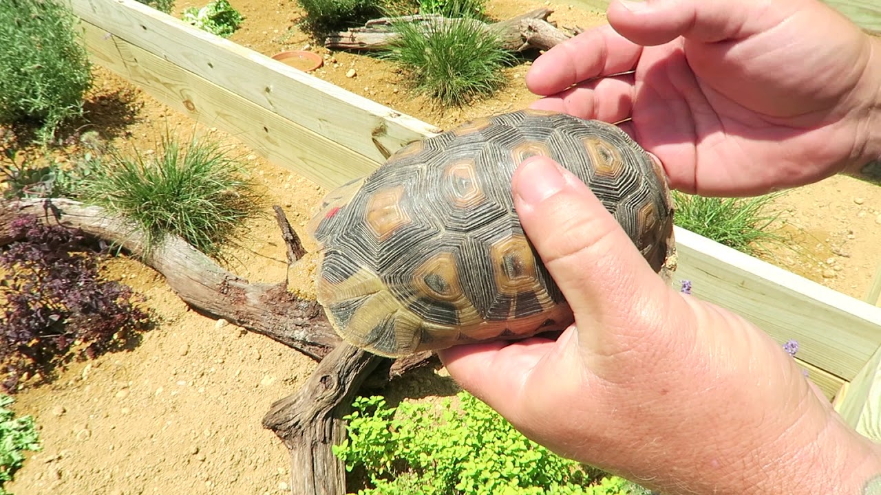 This Angulate Tortoise is AMAZING!