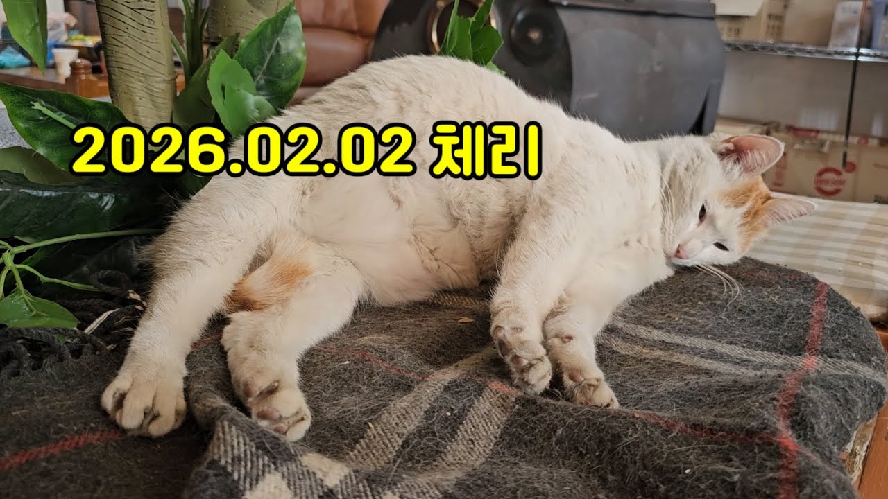 2026.02.02 체리 