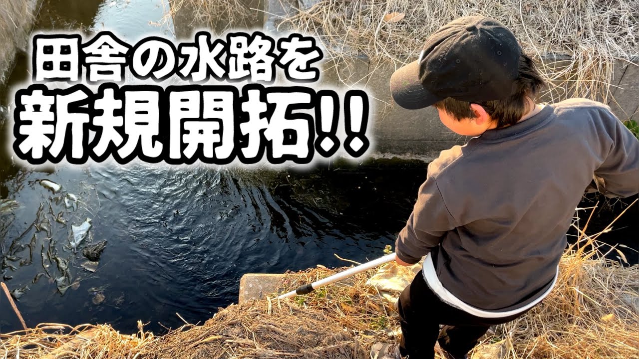 田舎の水路で生き物採集をしてたら春を見つけた！