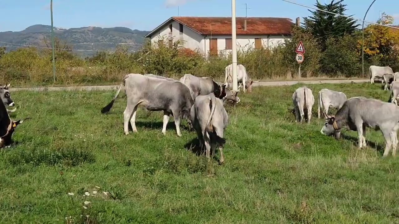 La transumanza