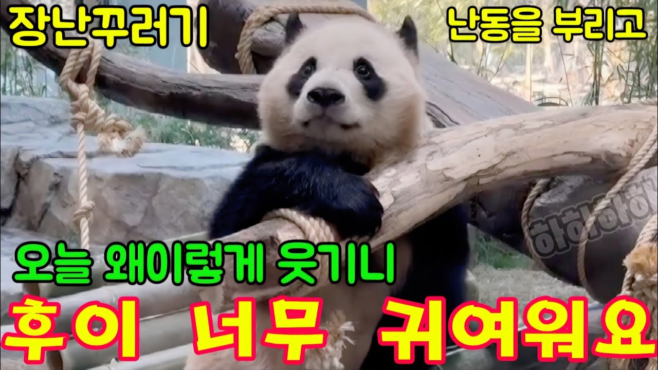 에버랜드 세컨하우스 2월 2일 🤣오늘 후이 너무 귀여워요 난동을 부리고 있어요 