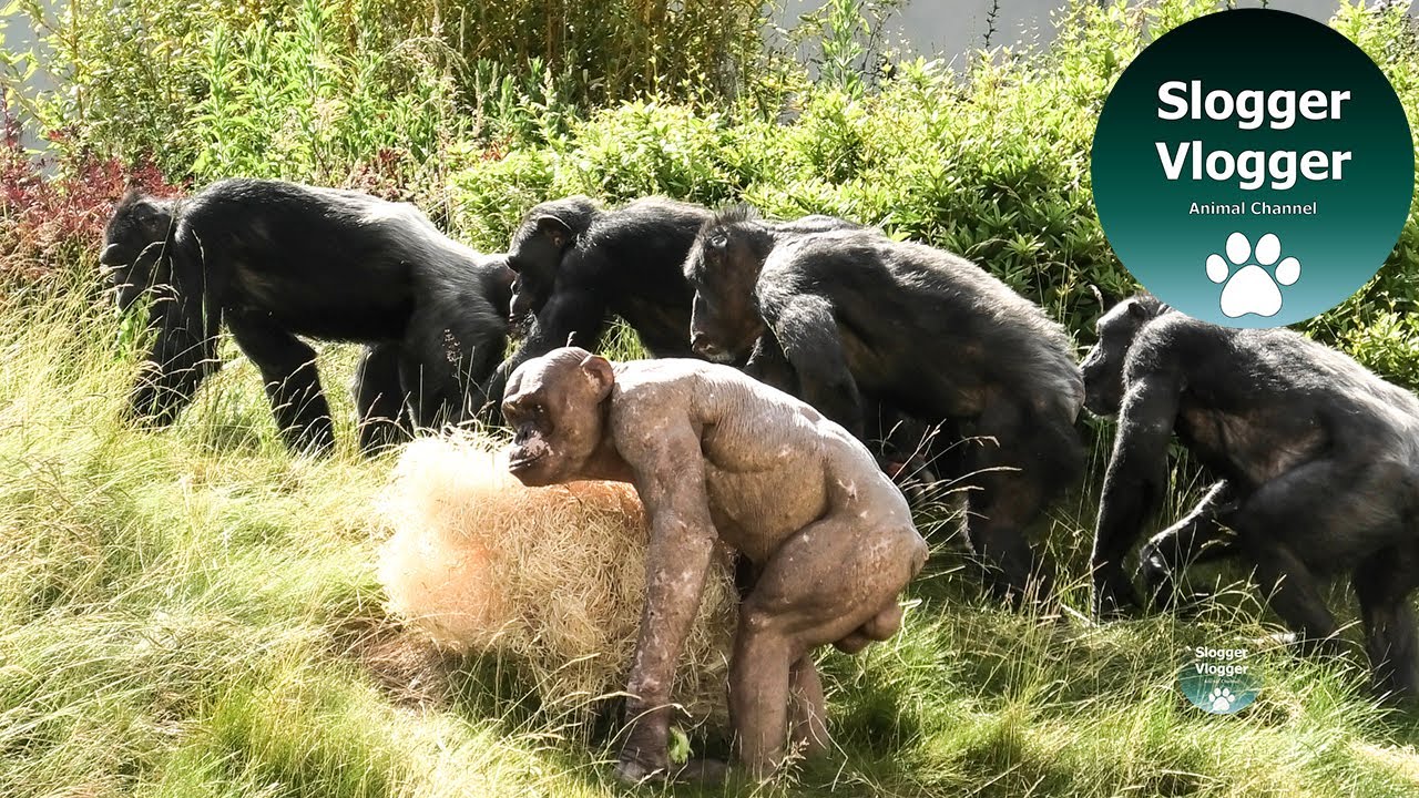 Hairless Chimp Jambo Does The Deed
