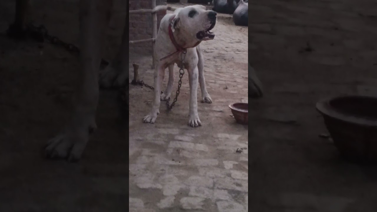 My bulli aggressive mood #vlog  #pakistanidesibulli #angry #petlover