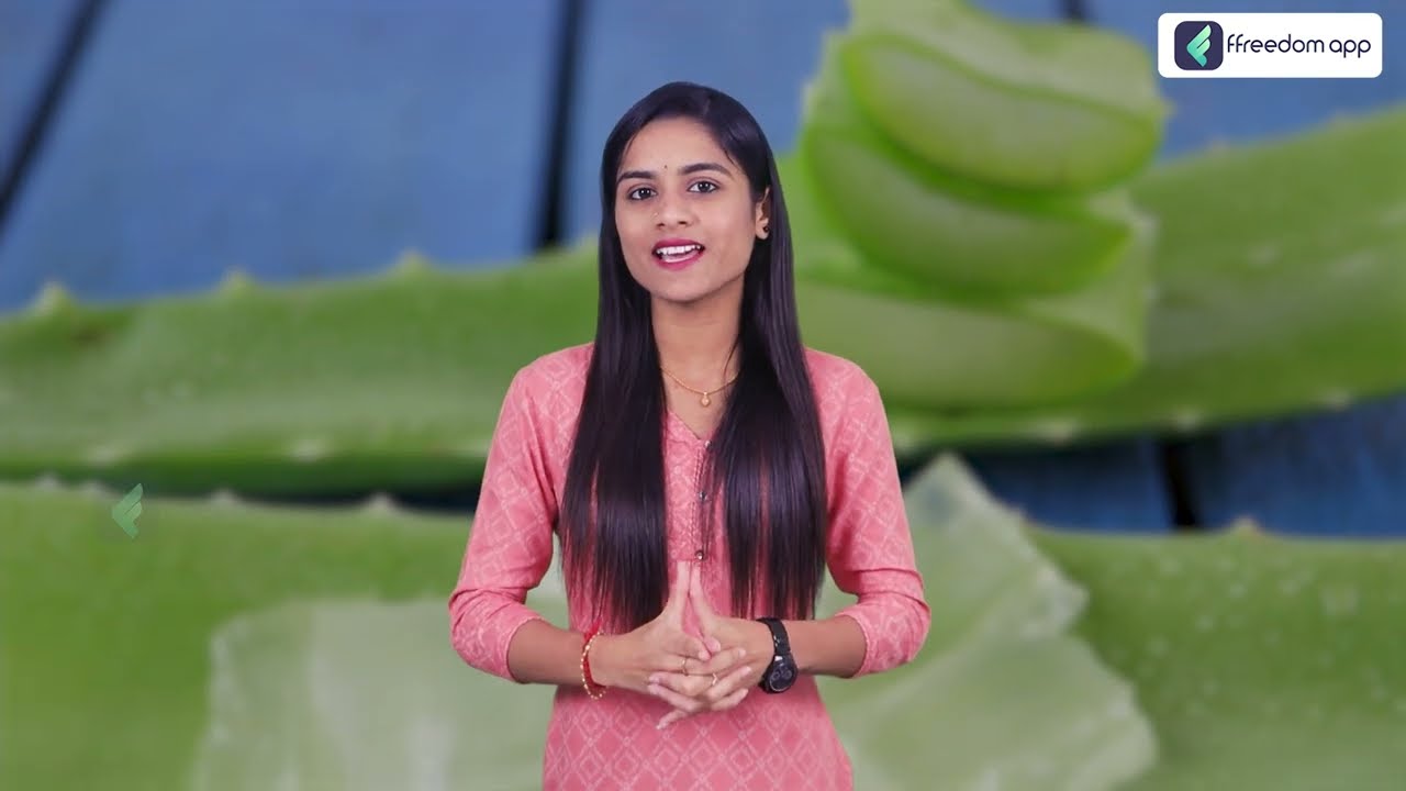 Aloe Vera Benefits | Aloe vera Farming in Telugu | Aloe Vera Cultivation Tips | Telugu Farming Ideas