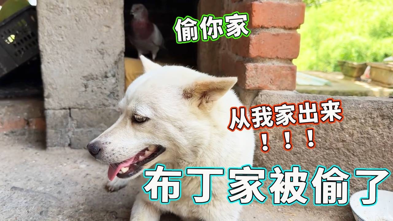 布丁的家被偷了！这天哥可忍不了，带着鸽子就去给布丁赔罪，不料布丁竟觉得无所谓！【天下一场梦】