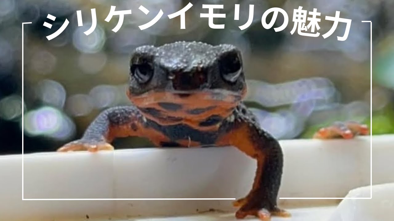 とにかく眠たいシリケンイモリ🥱