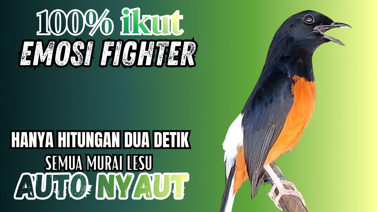 Murai batu GACOR TEMBAKAN MEWAH cocok untuk PANCINGAN agar bunyi JADIKAN burung murai gacor NYAUT