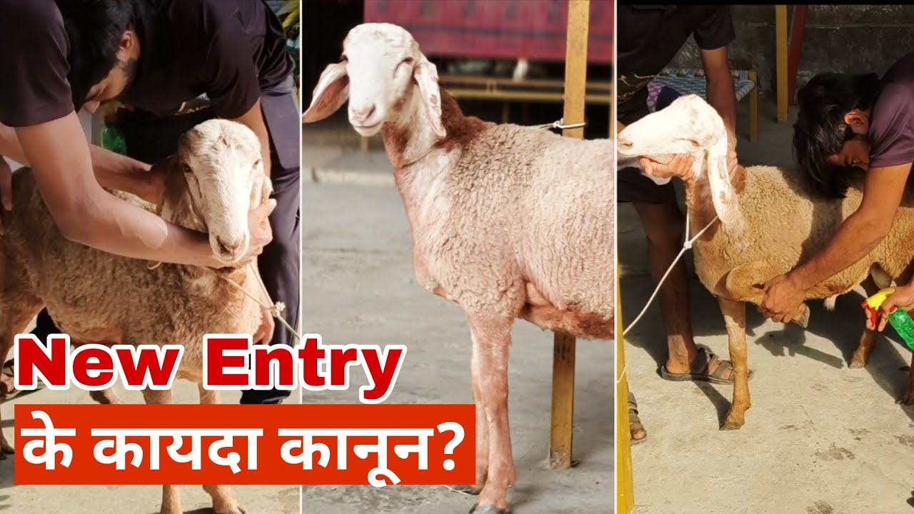 क्या होता है जब एक नया बकरा Al Shaikh Goat Farm Par Entry लेता है? 