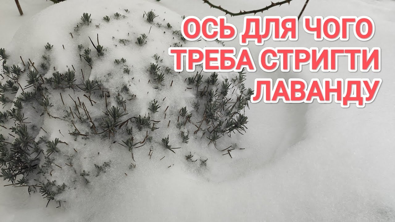 Багато снігу, як почувається моя лаванда. Кущі не розламалися. #лаванда #lavender 
