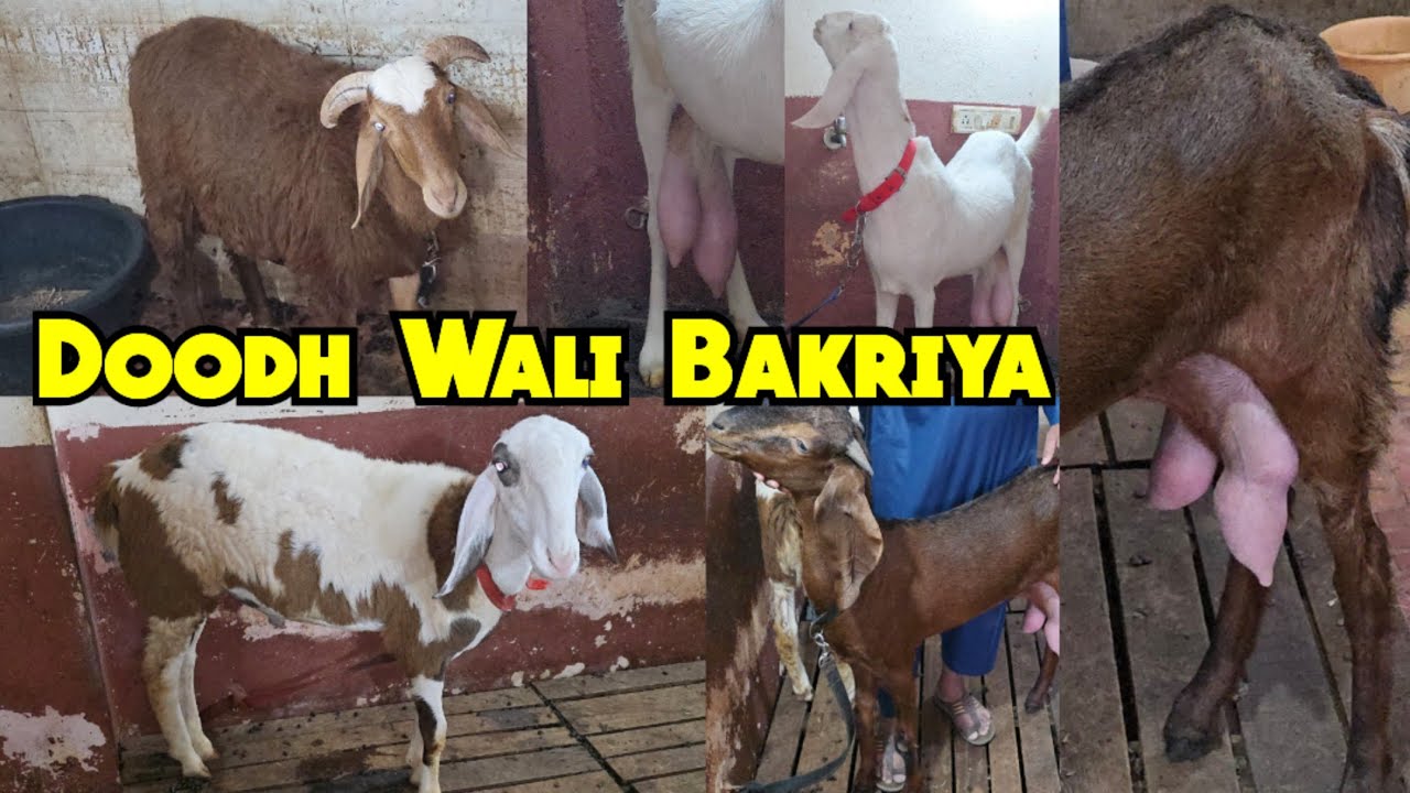 Doodh Wali Bakriya & Sindhnur Huntle Baby Sheep Available in Bandlaguda | Hyderabad