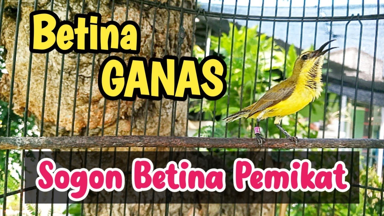 SOGON BETINA PIKAT MEMANGGIL JANTAN AMPUH UNTUK PANCINGAN SOGON AGAR BUNYI CEPAT GACOR