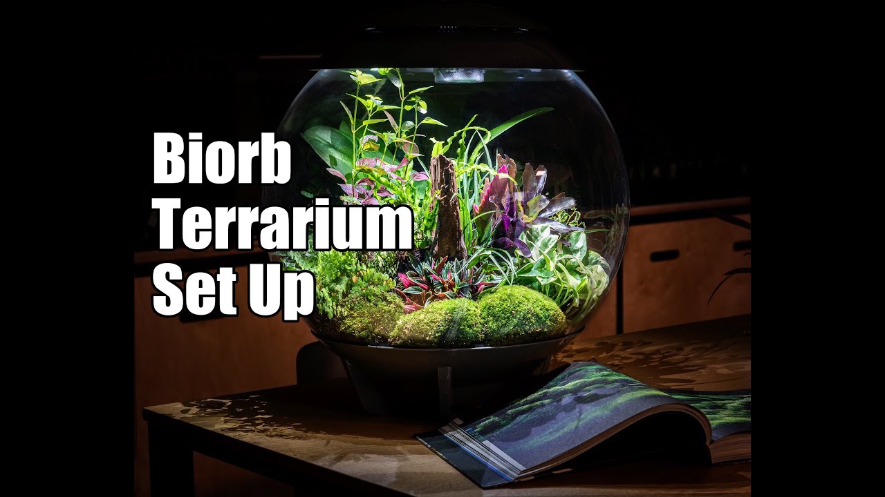 Oase Biorb Air 60 Terrarium Set Up By Aquarium House