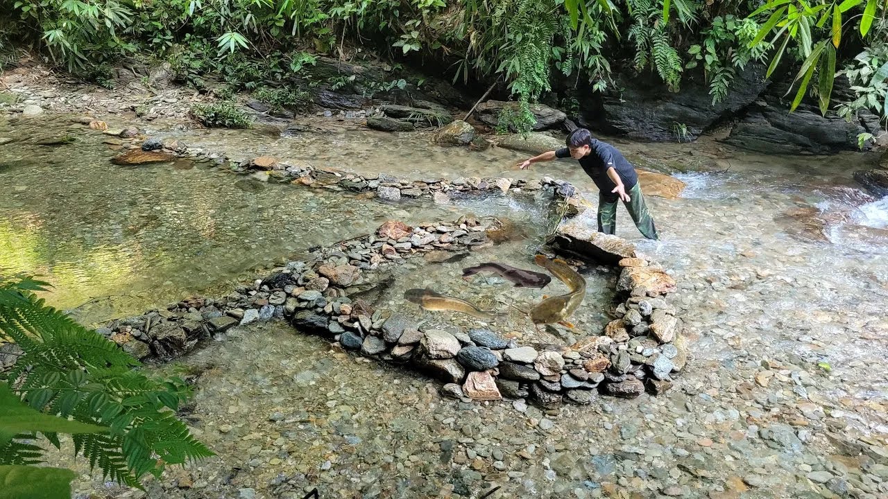 Designing furniture from bamboo. Natural fishing techniques. How to trap fish.