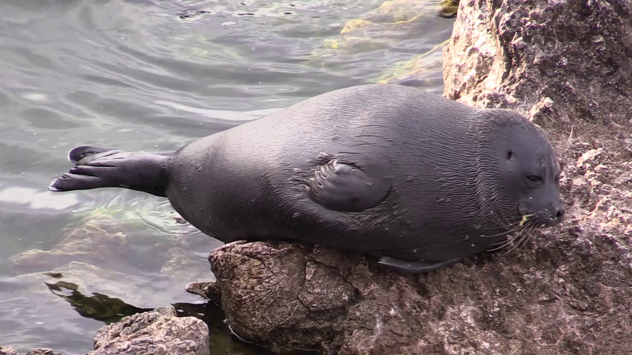 Baikal Seals
