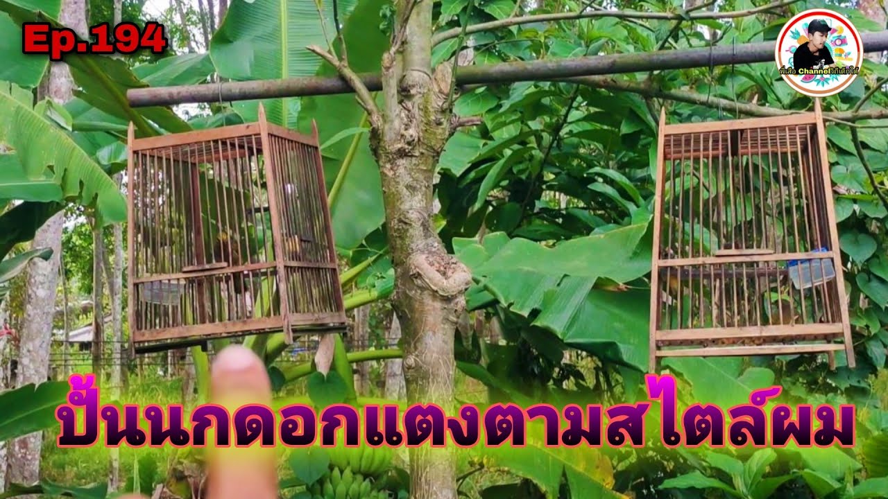 การเลือกนกดอกแตงEp.194 ปั้นนกดอกแตงให้เป็นนกต่อตามสไตล์ผม(Stripe-throated Bulbul)
