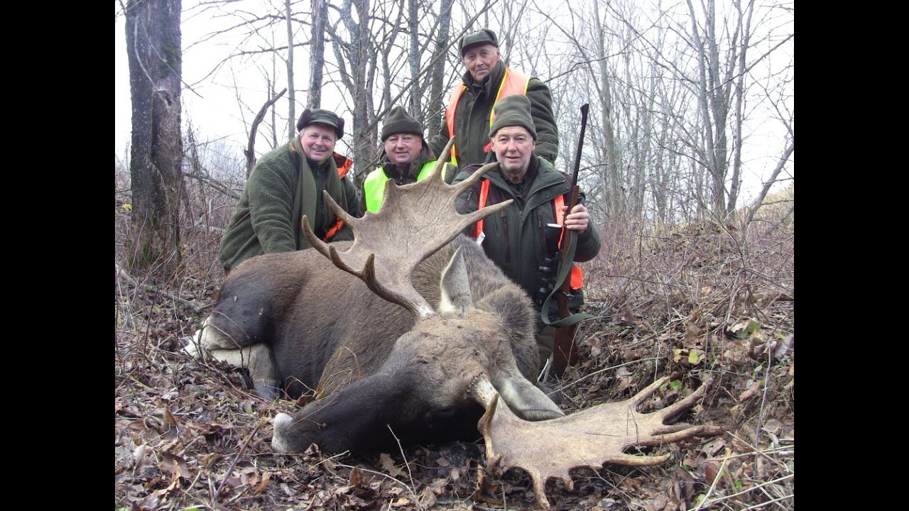 Загонная охота на лося и кабана 2019 Dr&uuml;ckjagd auf Elchwild