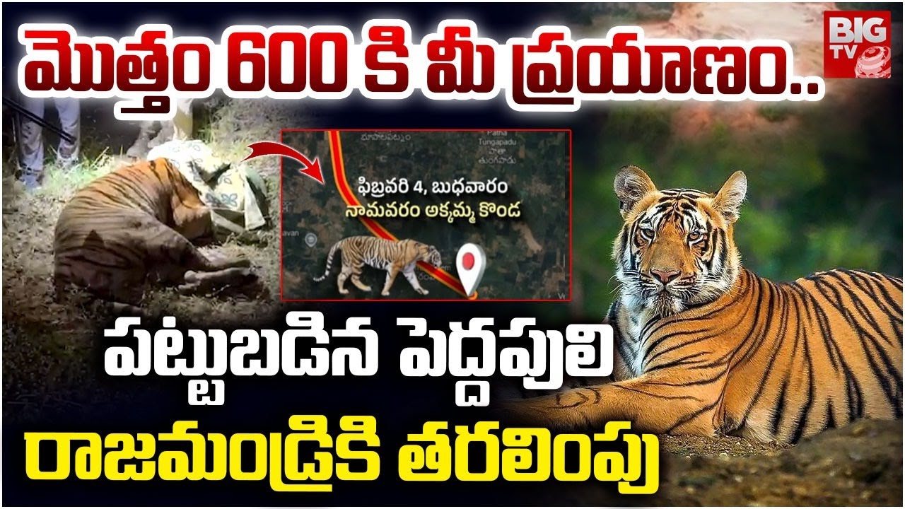 పట్టుబడిన పెద్దపులి రాజమండ్రి కి తరలింపు | Rajahmundry Tiger Latest Updates | BIGTV