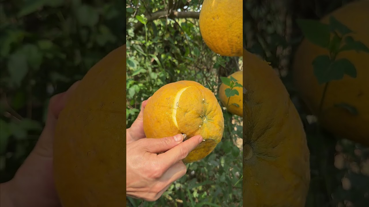 I Found The Perfect Pomelo&hellip; Finally