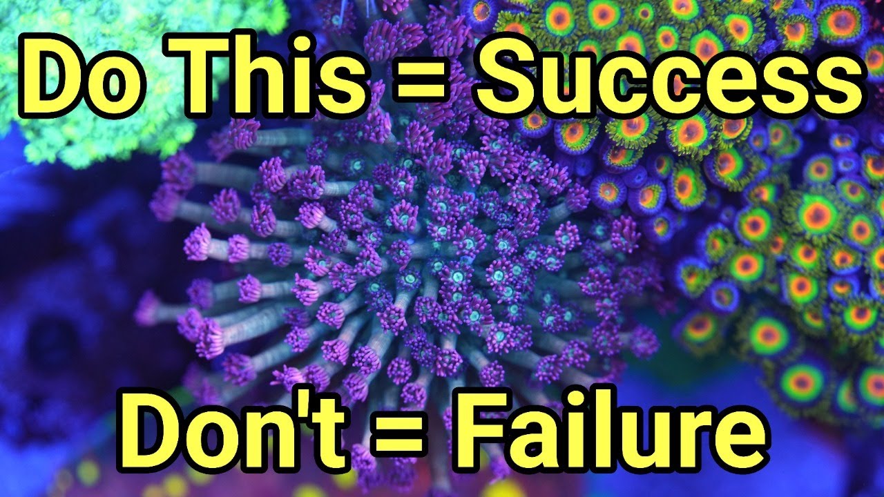 How to Make Reefkeeping Easy | The Prestige Reef Dork Show Ep 114