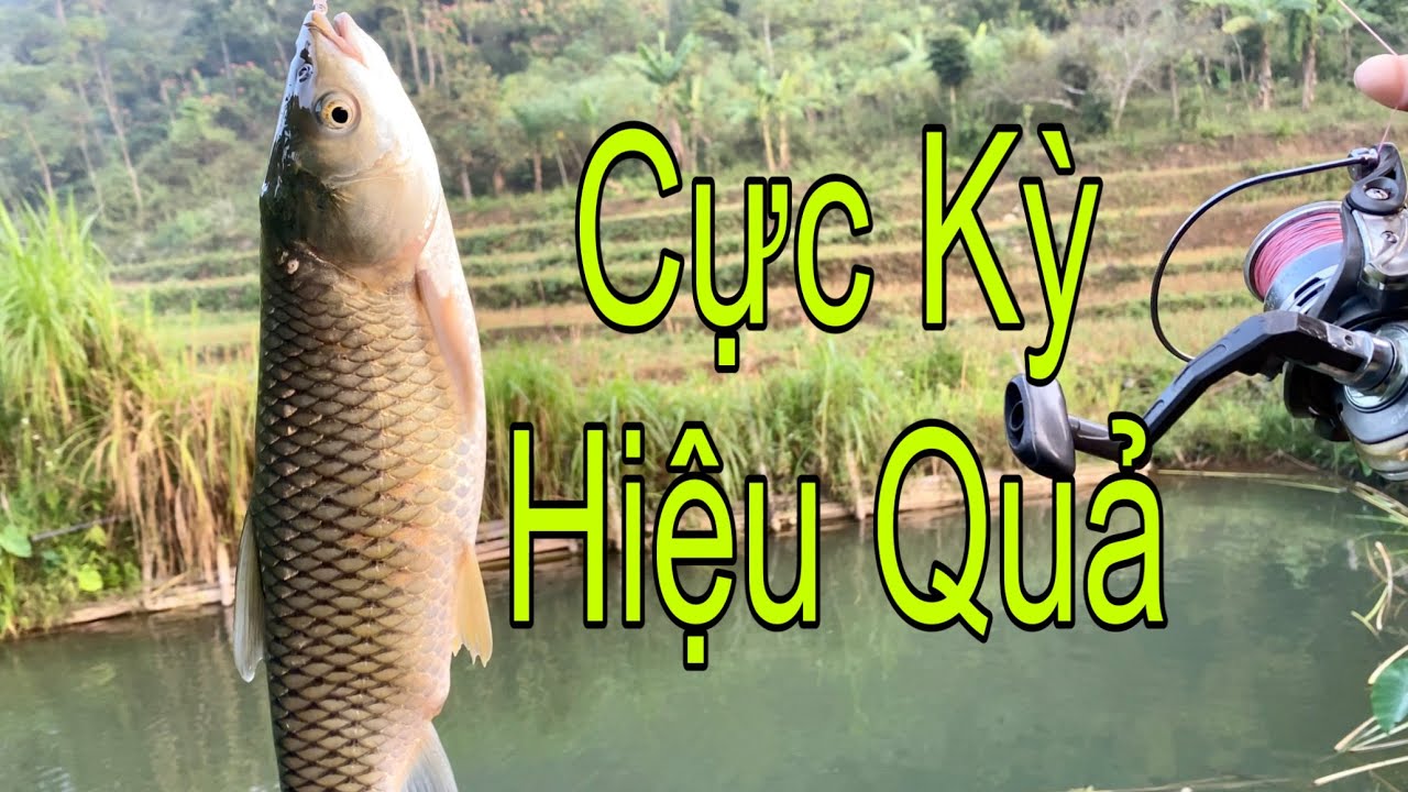 Hướng Dẫn Câu Cá Trắm Cỏ, Cực Kỳ Đơn Giản Và Hiệu Quả Khi Câu Bằng Lá Sắn -Hạnh Fishing