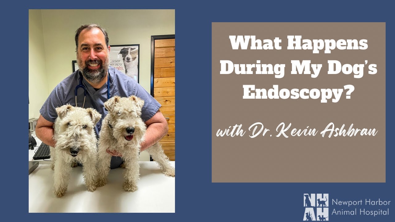 What Happens During My Dog’s Endoscopy?