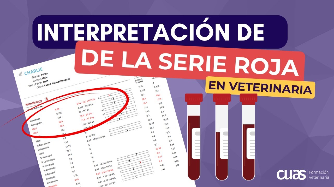 Interpretación del Hemograma de una analítica de sangre en veterinaria de pequeños animales 🐶😺