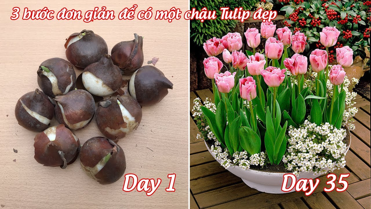 Cách trồng hoa tulip trong chậu nở đúng dịp tết với 3 bước đơn giản