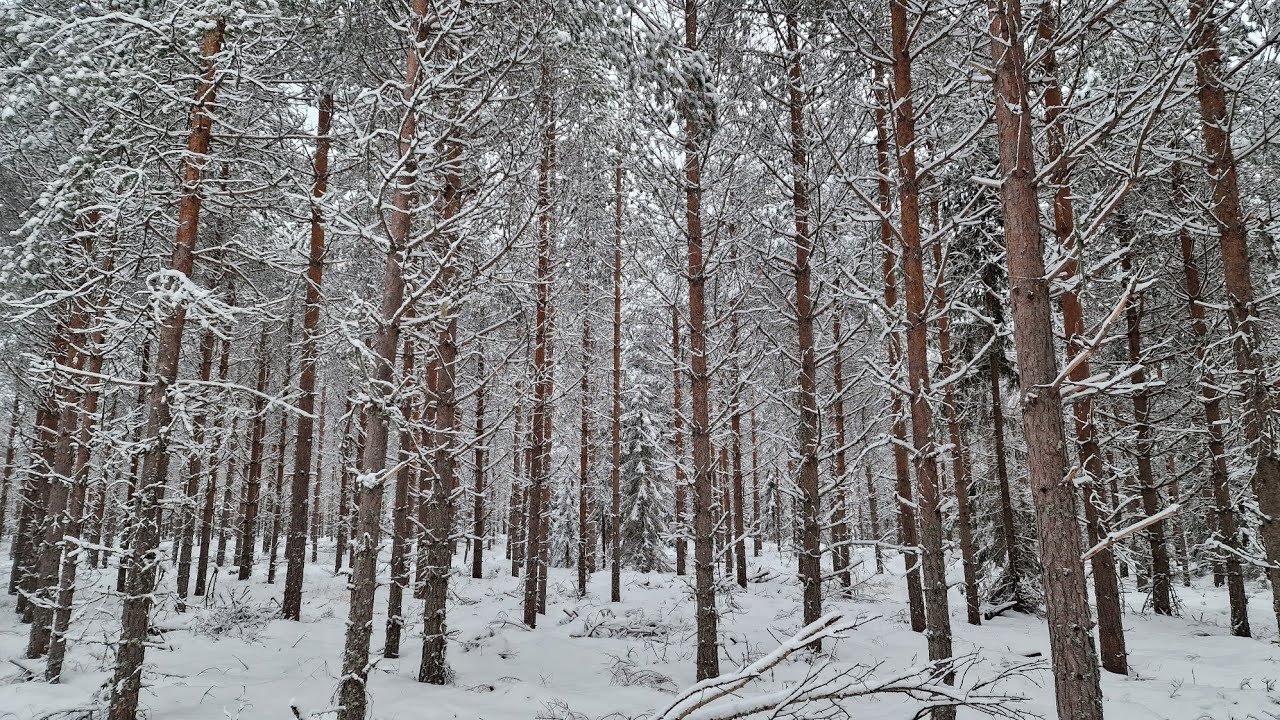Mietteitä metsän harvennuksesta.