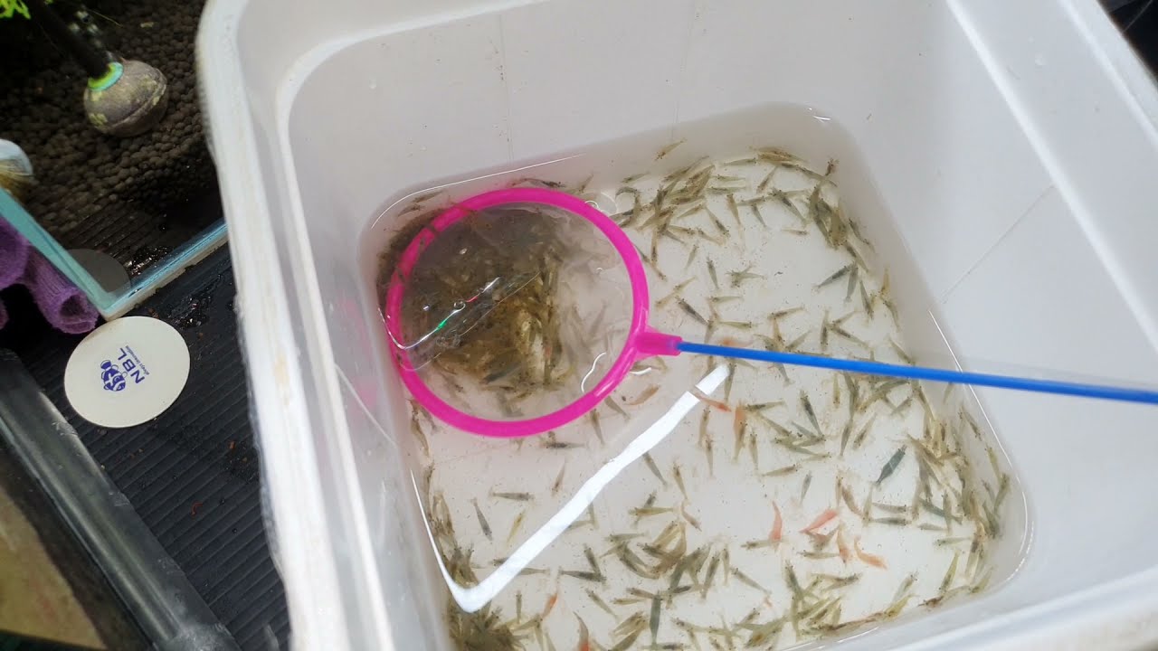 差點忘記放蝦子（白同學放蝦）