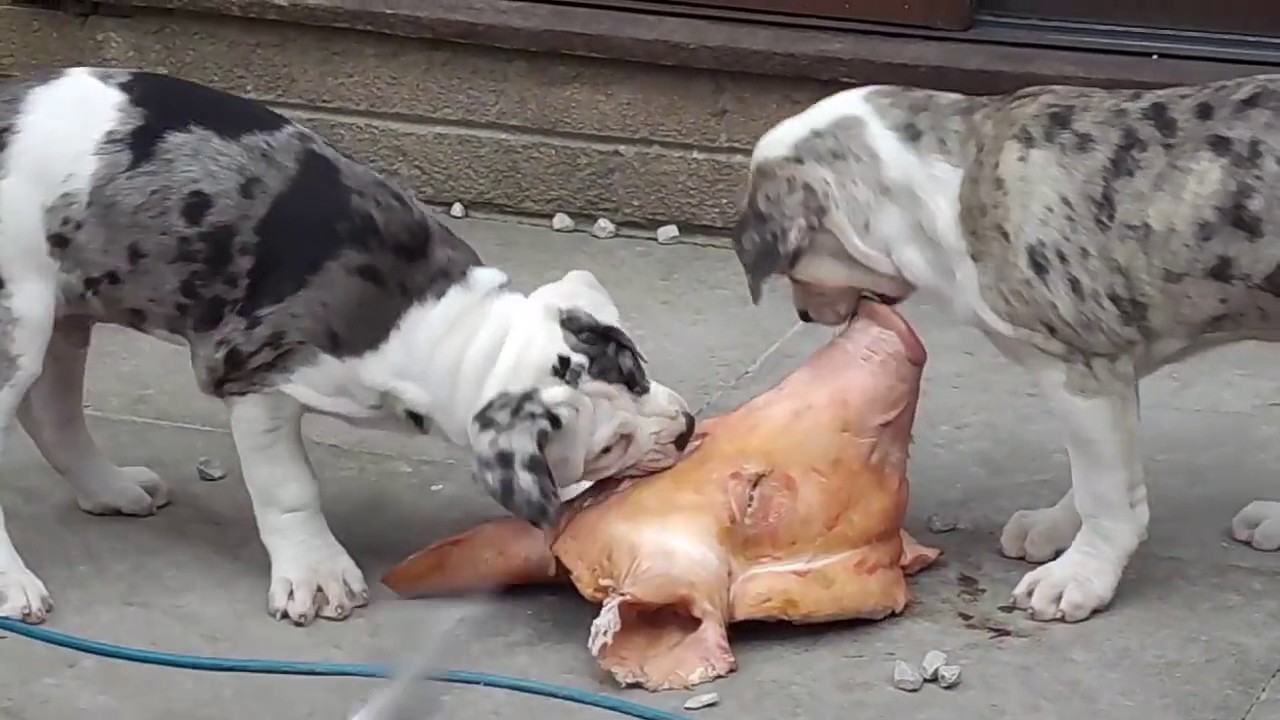 Alapaha Blue Blood Bulldog