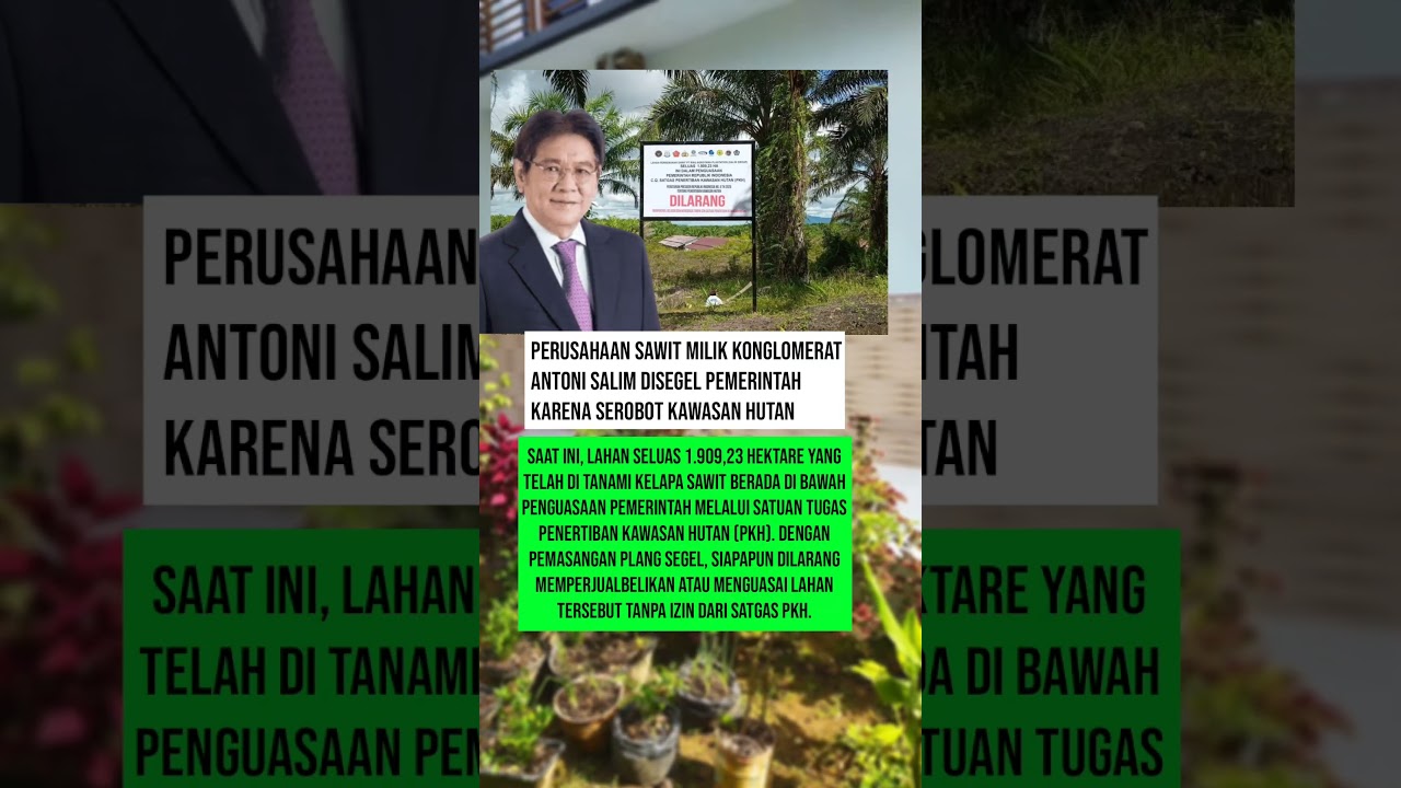 lagi lagi Lahan sawit Milik konglomerat disegel pemerintah #beritaterkini #sawit #salimgroup