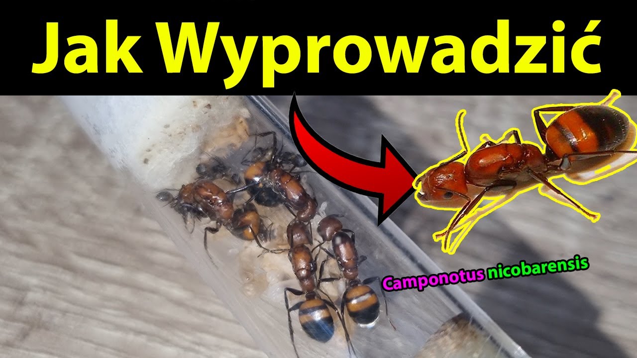Jak wyprowadzić Mr&oacute;wki Camponotus nicobarensis 🐜 #ants #mr&oacute;wki #antkeeping #zwierzęta #owady