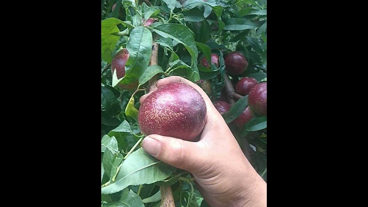 Top Peach variety nectrine flavortop or double delight
