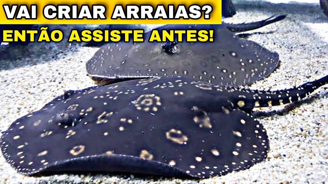 NÃO COMPRE UMA ARRAIA ANTES DE ASSISTIR ESTE VÍDEO