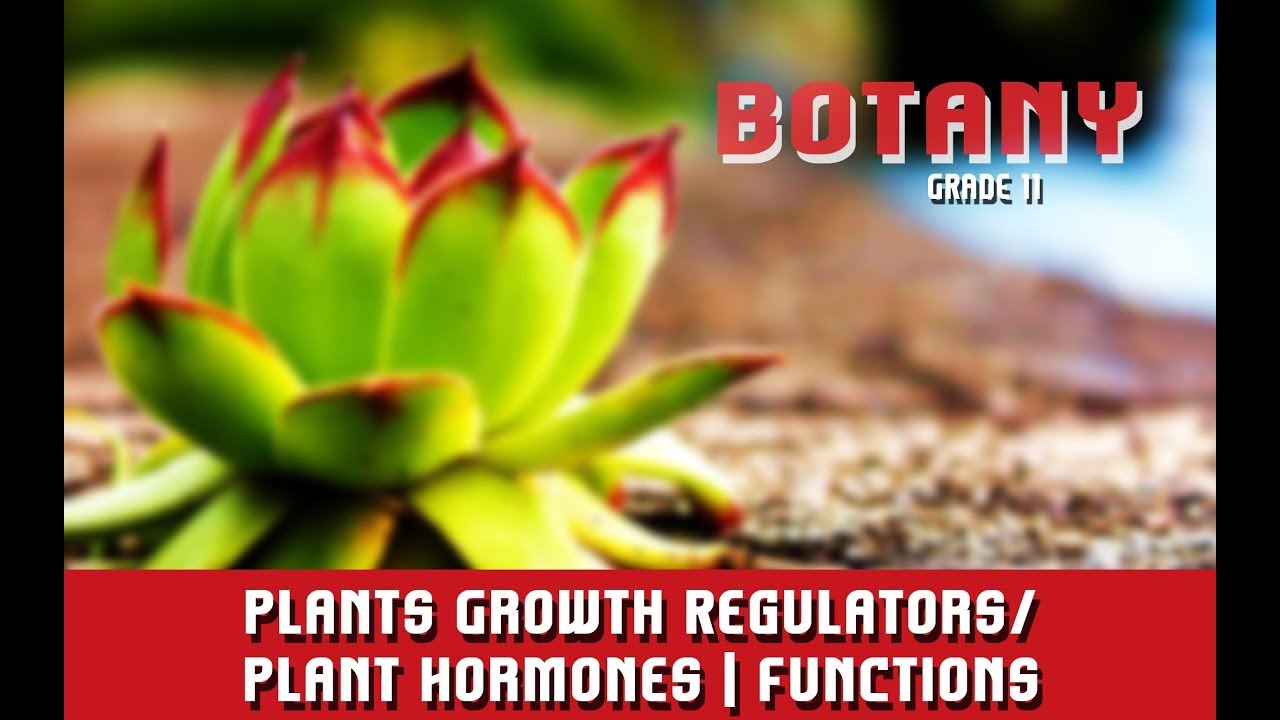 Plants Growth Regulators/Plant Hormones | Functions | Section 6