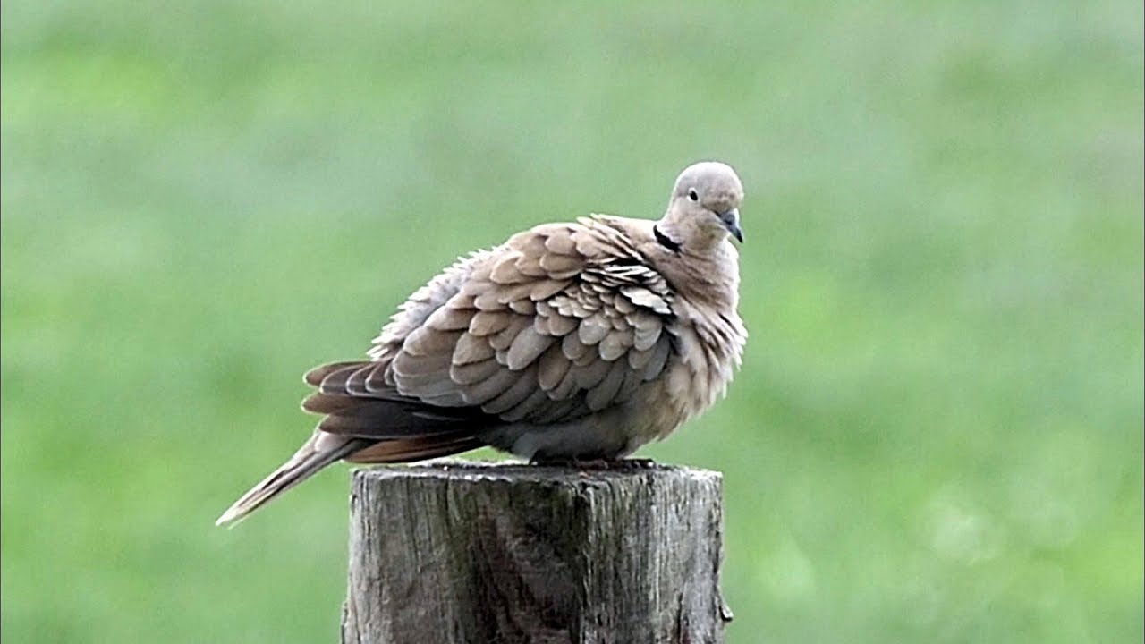 Eurasian Collared Dove Calling