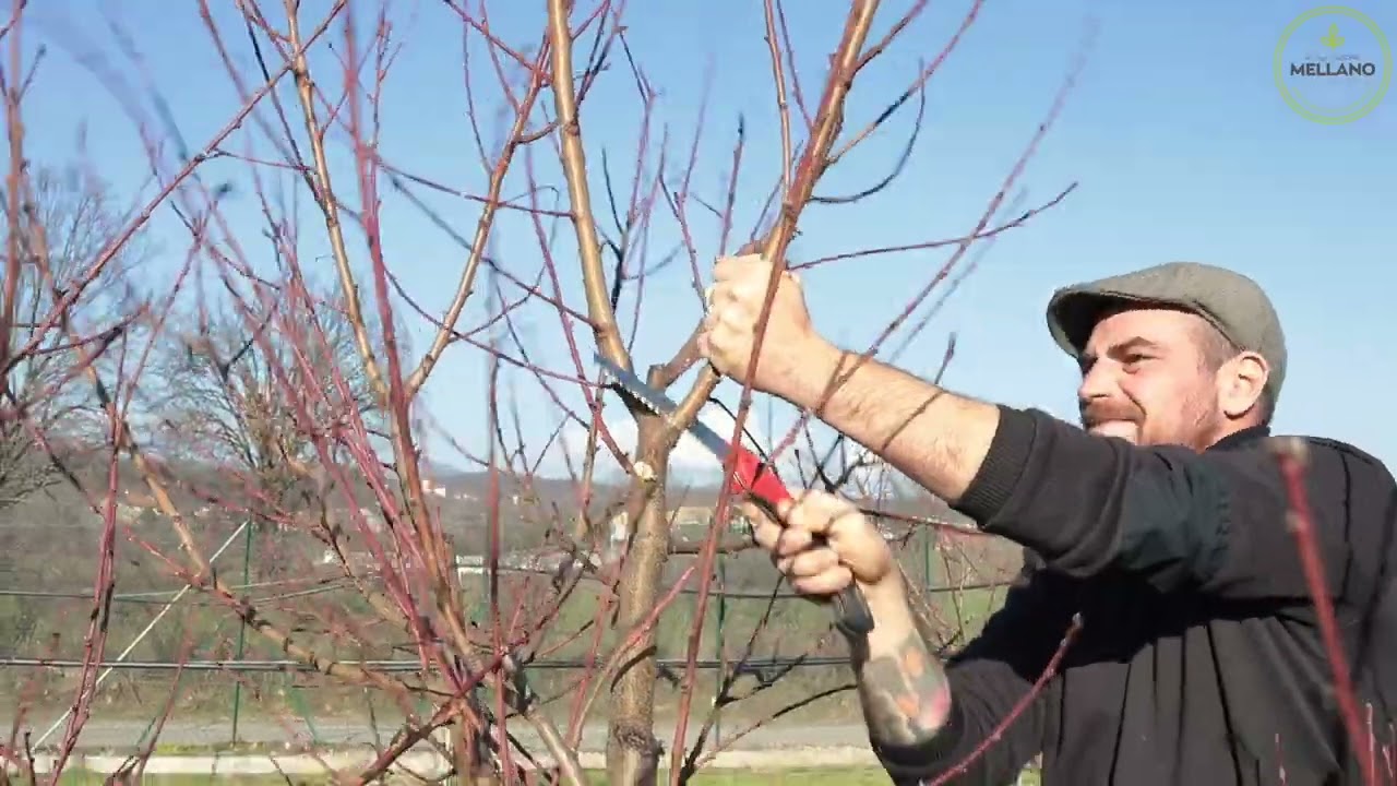 Cascina Mellano - La potatura del Pesco