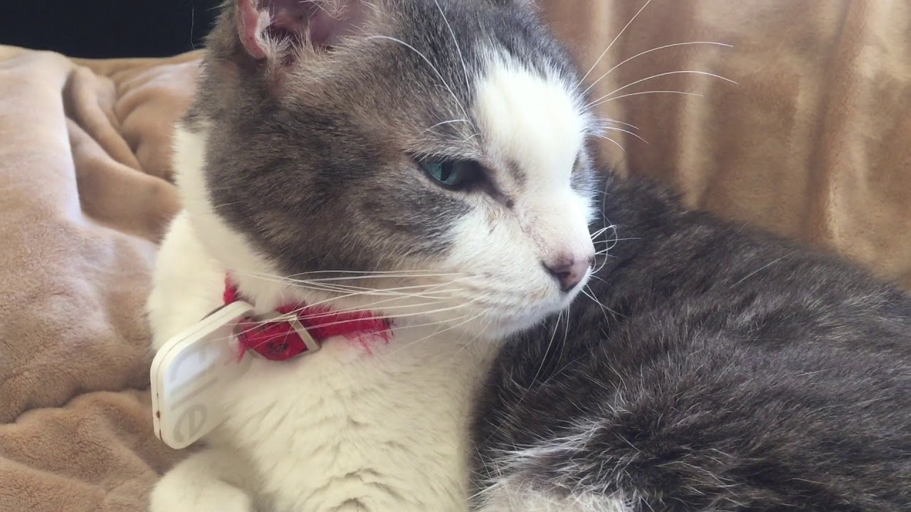 A DAY IN THE LIFE: RUFUS THE CAT