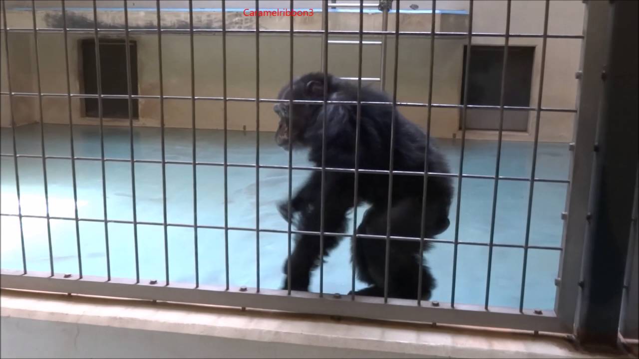 Chimpanzees Tetsugorou & Yuminosuke Display at Kushiro Zoo