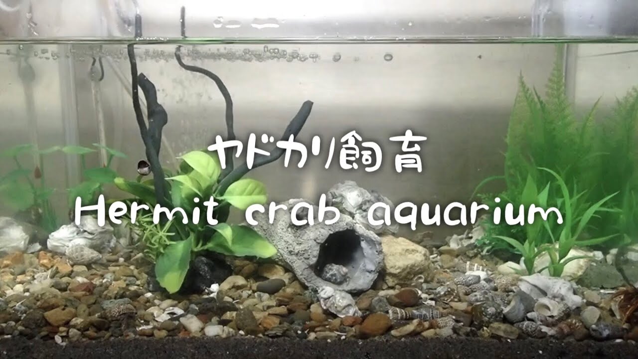 【ヤドカリ飼育水槽】潮干狩りで見かけるヤドカリ。癒やしの飼育水槽、発見いろいろ。