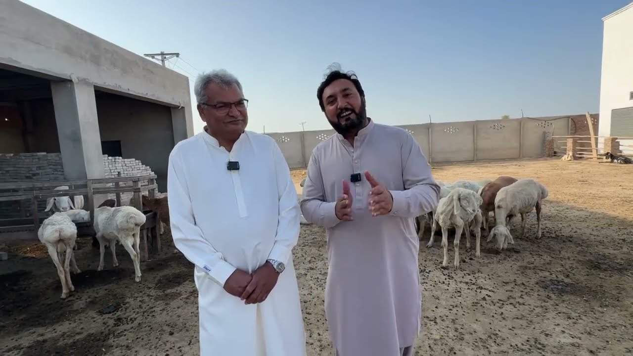 Chaki dumba di farming | USA to Pak 🇵🇰 aa k farm banaya | Dairy farm | American Kanak | Anjum Saroya