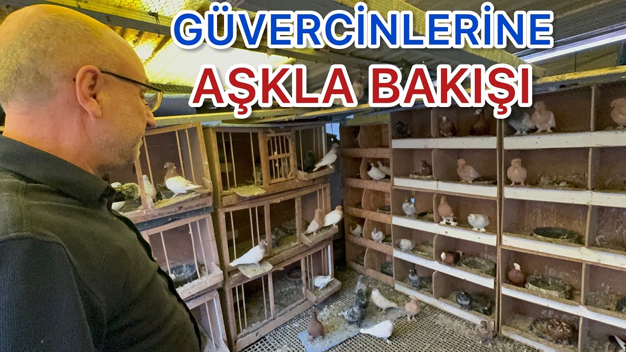 SANRUFCU ABİMİZ  GÜVERCİNİN DE KÖPEĞİNDE ZEVKİNİ DORUKTA YAŞIYOR