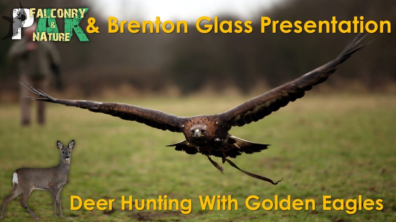 Deer Hunting with Golden Eagles | Brenton Glass & Pak Falconry