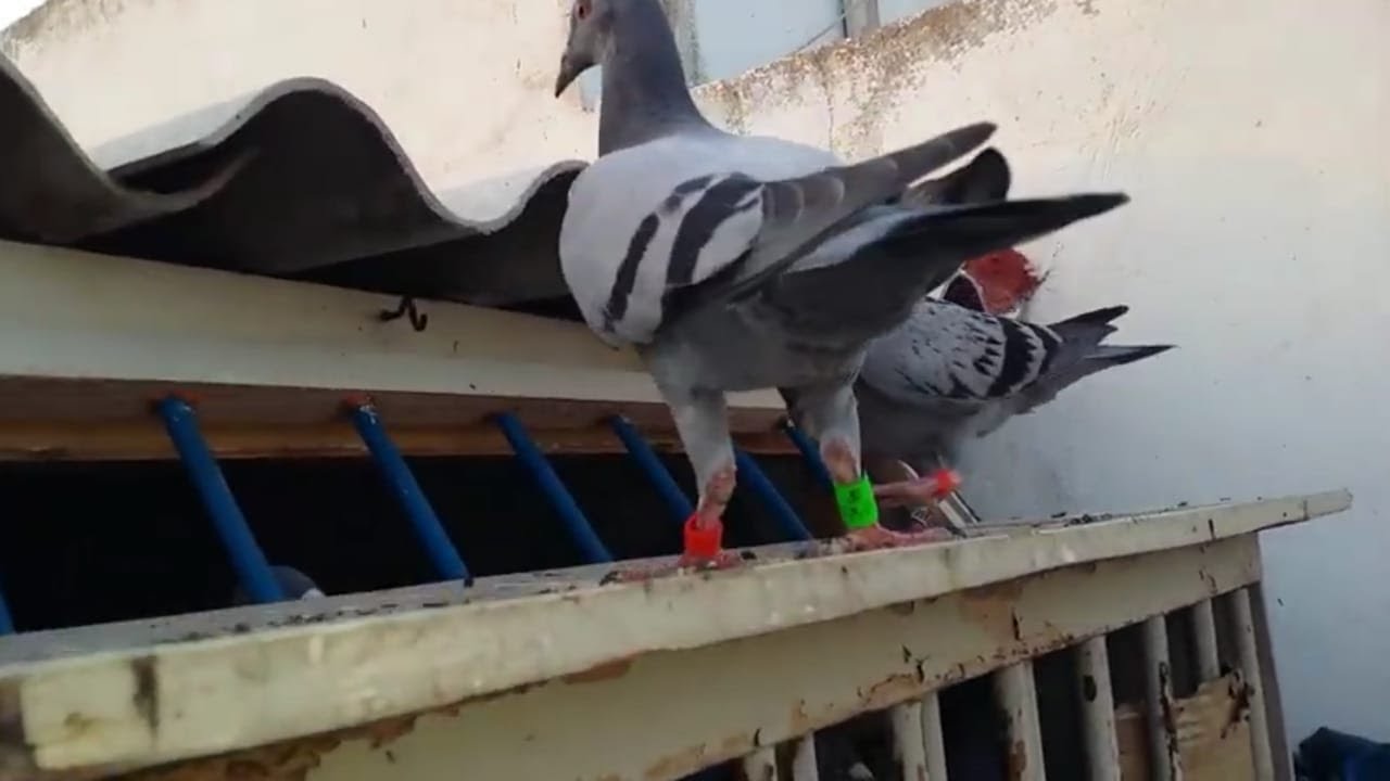 عودة زغلول ضائع(يحمل رقم الهاتف)