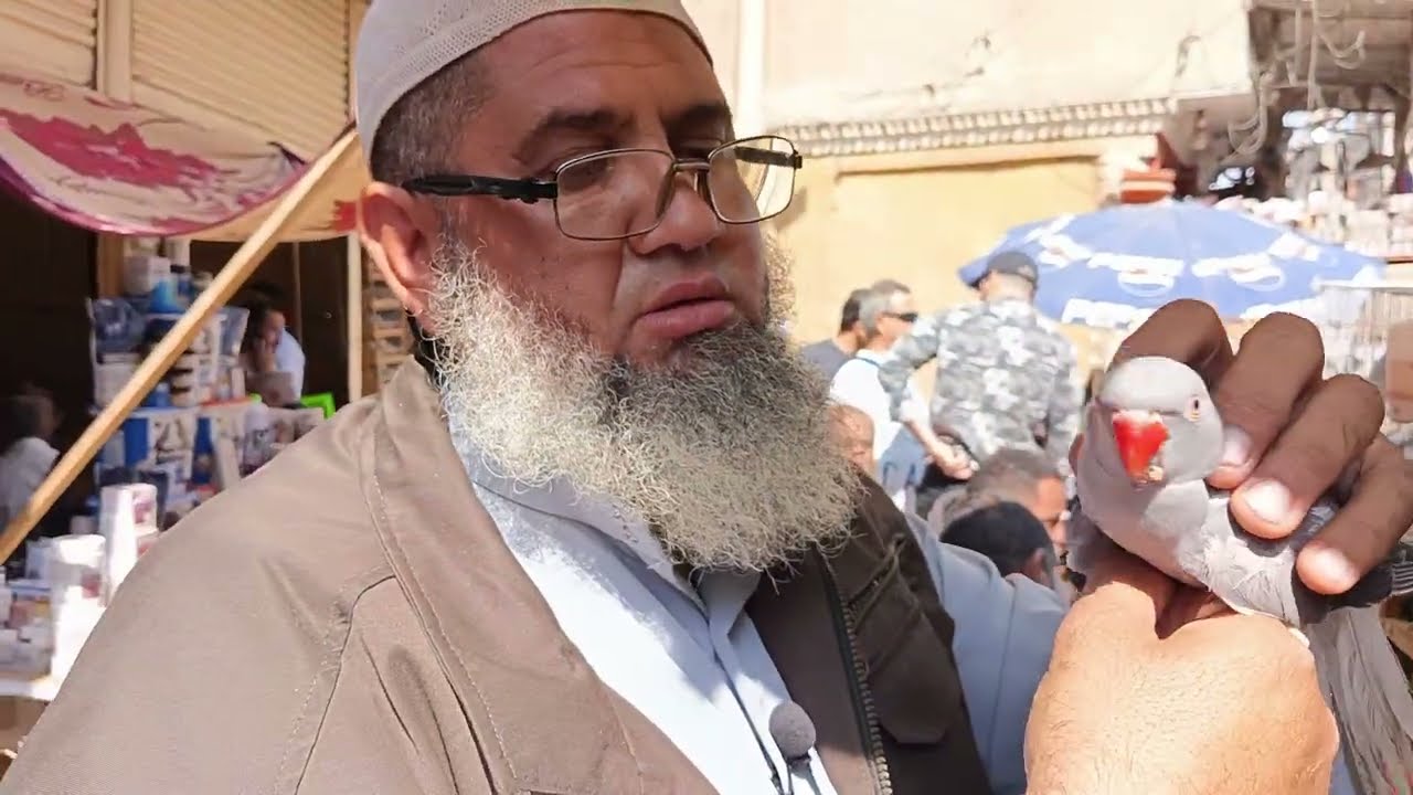 اكثر من معلومه مهمه بالنسبه لعصفور الكناريا🦜💵مع ابو حبيبه من سوق السيده عائشه اليوم 