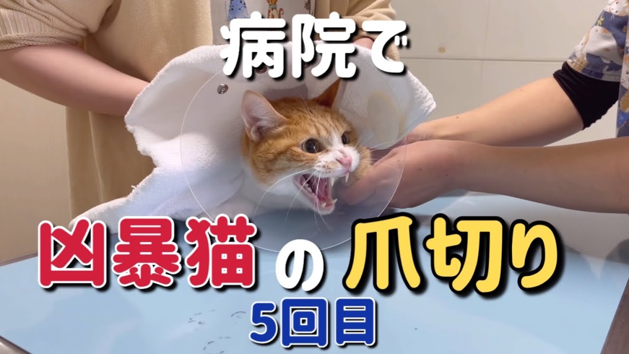 病院で凶暴猫の爪切り5回目