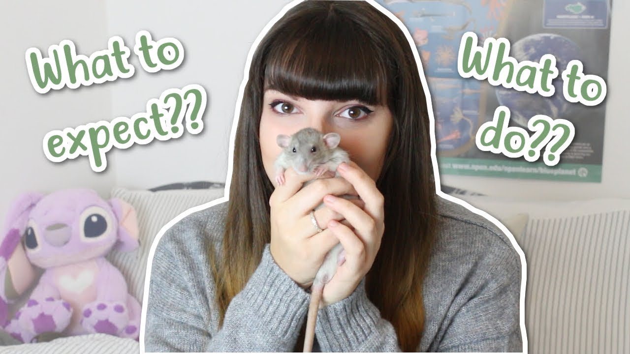🏠 КРЫСЫ В ДОМЕ 🏠 | Что делать и чего ожидать