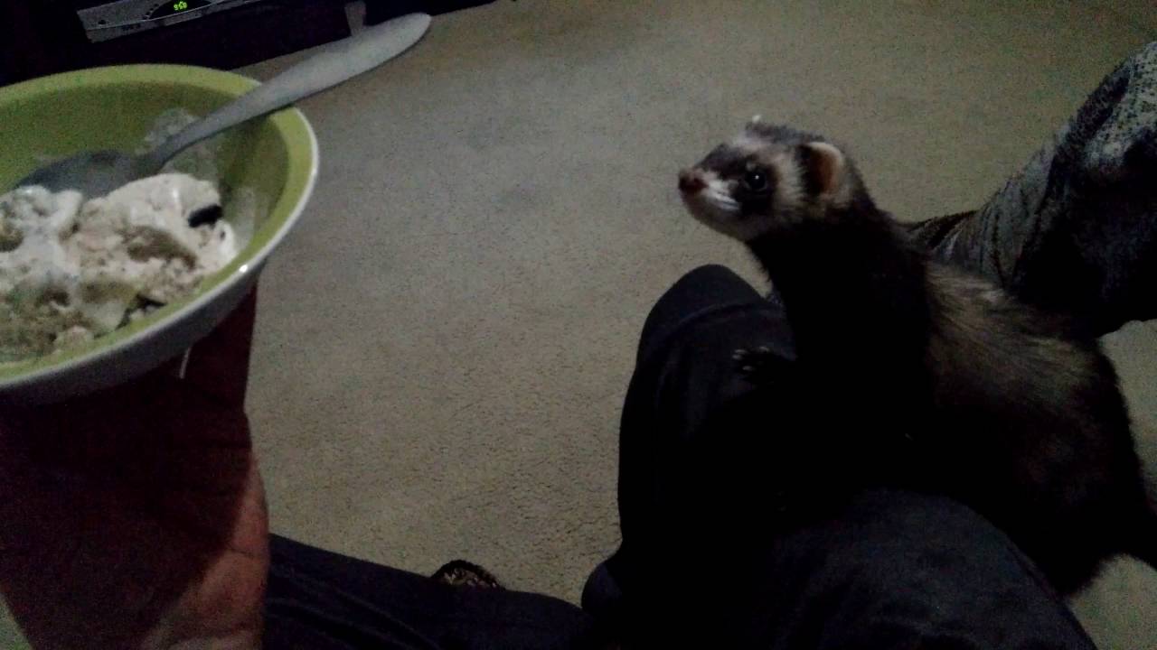 Bandit the Ferret wants ice cream!