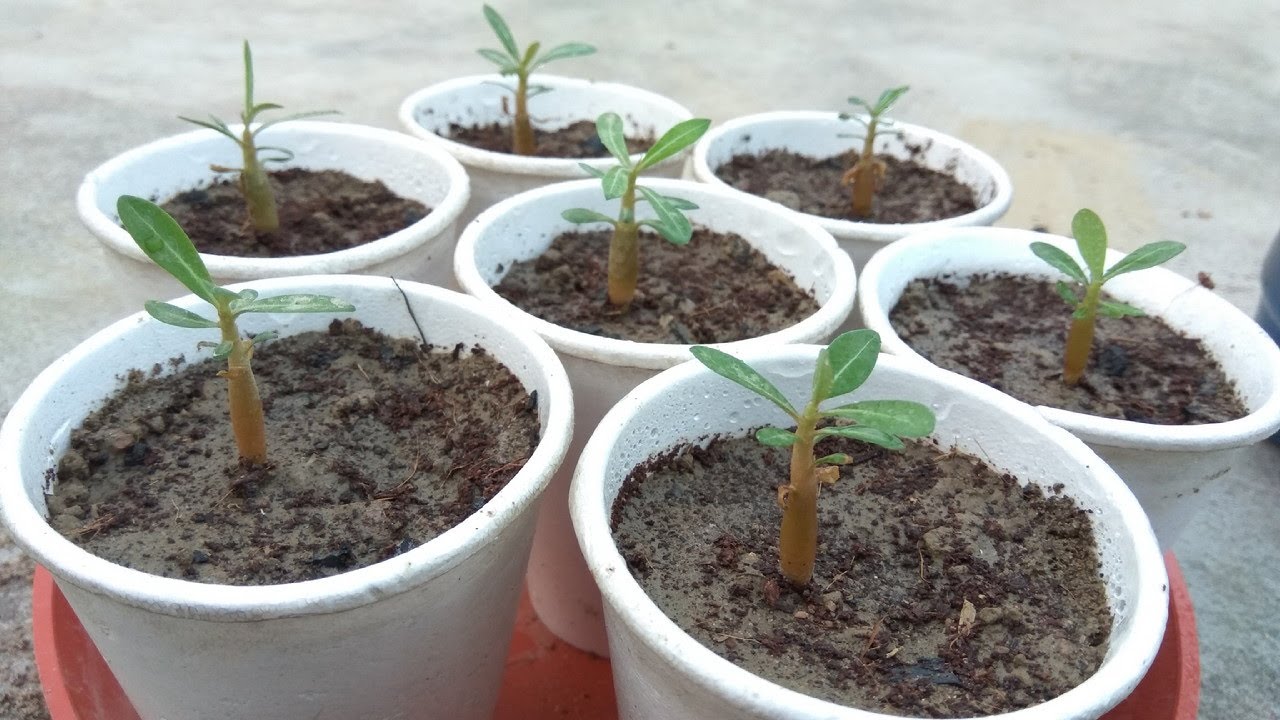 How to repot baby Adenium with care & tips